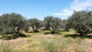 Kolymvari Kreta, Kolymvari: Grundstück nahe eines Sandstrandes zu verkaufen Grundstück kaufen